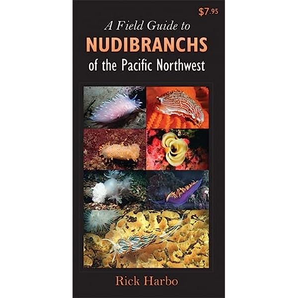 A Field Guide to Nudibranchs of the PNW | Diving Sports Canada | Vancouver