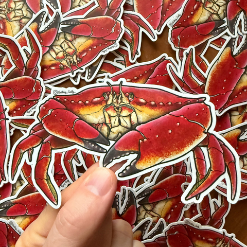 Getting Salty Red Rock Crab