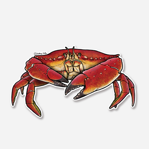 Getting Salty Red Rock Crab