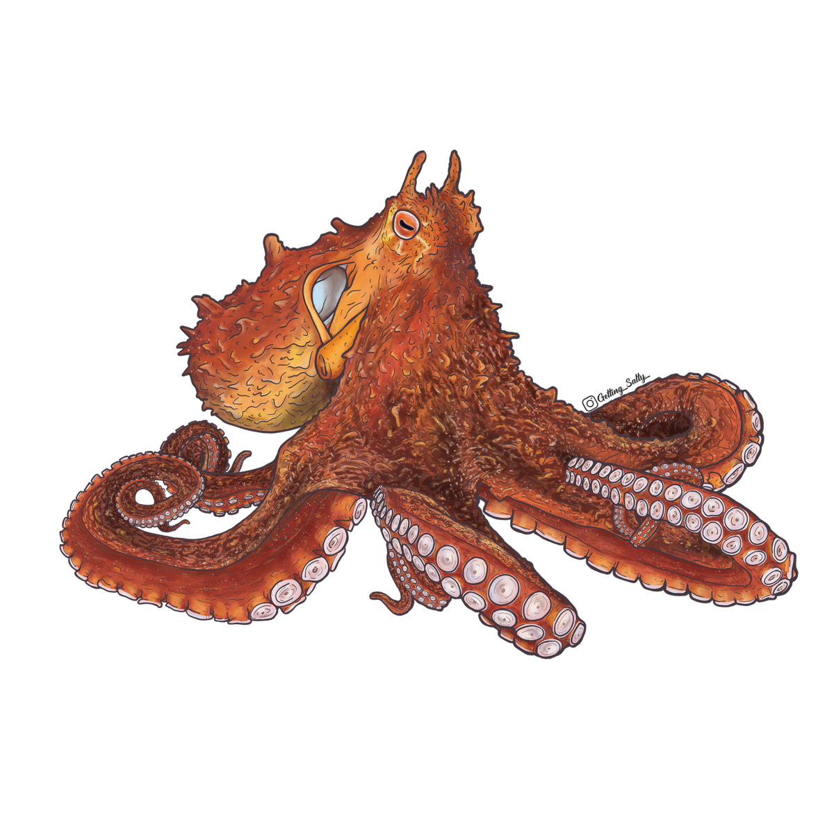 Getting Salty Giant Pacific Octopus | Diving Sports Canada