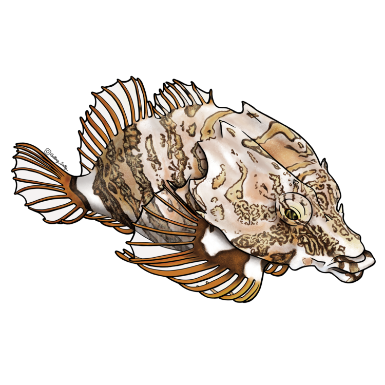 Getting Salty Grunt Sculpin | Diving Sports Canada