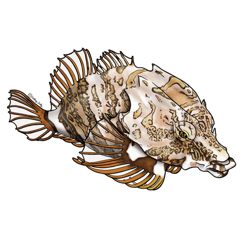 Getting Salty Grunt Sculpin | Diving Sports Canada