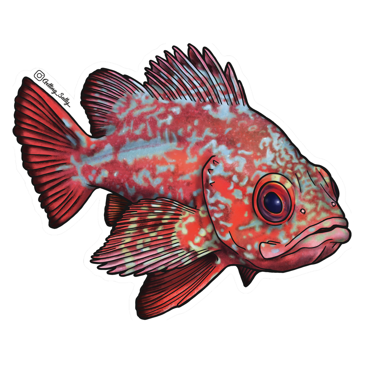 Shop Getting Salty Vermilion Rockfish Diving Sports Canada Vancouver
