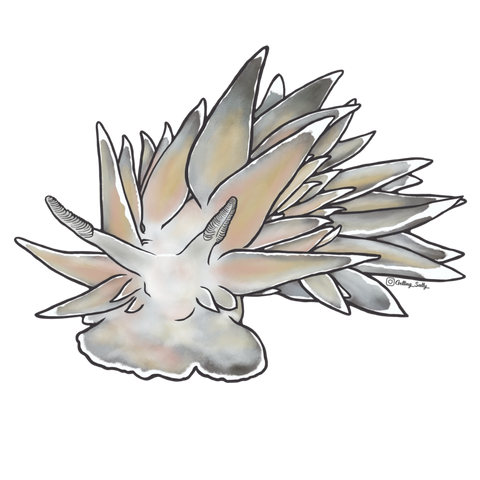 Getting Salty White Lined Dirona Nudibranch - Mini | Diving Sports Canada
